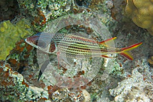 Brightly colored tropical fish Spotfin squirrelfish - Neoniphon sammara in the Red Sea, Egypt. Sammara squirrelfish. photo