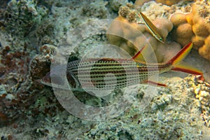 Brightly colored tropical fish Spotfin squirrelfish - Neoniphon sammara in the Red Sea, Egypt. Sammara squirrelfish. photo