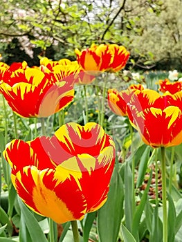 Brightly colored tulips in the garden photo