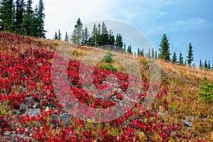 Brightly colored underbrush foliage on a British Columbia mountain side