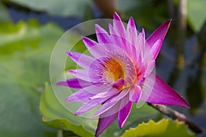 Brightly colored water lily