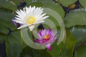 Brightly colored water lily