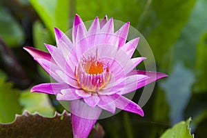 Brightly colored water lily