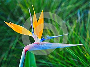 Brightly Coloured Bird of Paradise Flower