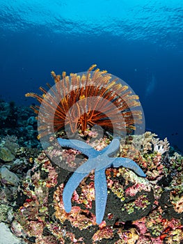 Brightly coloured blue starfish, Linckia laevigata, tropical coral background. Misool, Raja Ampat, Indonesia