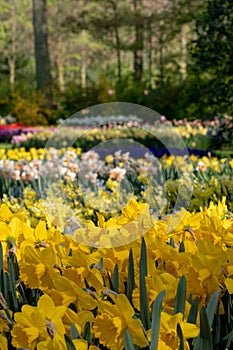 Brightly coloured daffodils and tulips at Keukenhof Gardens, Lisse, Netherlands. Keukenhof is known as the Garden of