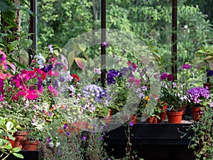 Brightly coloured flowers in pots, including petunias, phlox and pericallis cruenta, glasshouses at Glasgow Botanic Gardens, UK