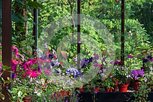 Brightly coloured flowers in pots, including petunias, phlox and pericallis cruenta, glasshouses at Glasgow Botanic Gardens, UK