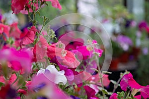 Brightly coloured flowers in pots, including petunias, phlox and pericallis cruenta, glasshouses at Glasgow Botanic Gardens, UK