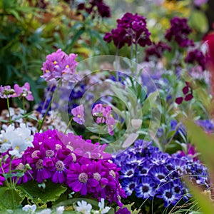 Brightly coloured flowers in pots, including petunias, phlox and pericallis cruenta, glasshouses at Glasgow Botanic Gardens, UK