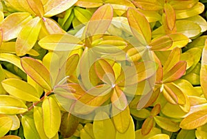 Brightly coloured leaves of St. Johns Wort \'Brigadoon\'