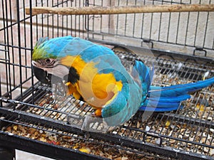 Brightly Coloured Macaw Parrot