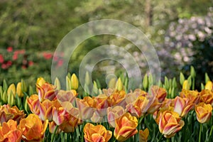 Brightly coloured orange tulips at Keukenhof Gardens, Lisse, Netherlands. Keukenhof is known as the Garden of
