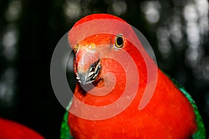 A brightly coloured red and green King Parrot bird eating seeds