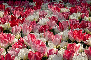 Brightly coloured red, pink and white tulips at Keukenhof Gardens, Lisse, Netherlands. Keukenhof is known as the Garden of