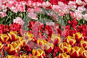 Brightly coloured red, pink and yellow tulips at Keukenhof Gardens, Lisse, Netherlands. Keukenhof is known as the Garden of