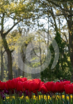 Brightly coloured red tulips at Keukenhof Gardens, Lisse, Netherlands. Keukenhof is known as the Garden of