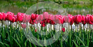 Brightly coloured red tulips at Keukenhof Gardens, Lisse, South Holland