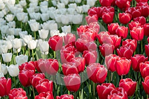 Brightly coloured red and white tulips at Keukenhof Gardens, Lisse, Netherlands. Keukenhof is known as the Garden of
