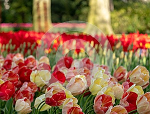 Brightly coloured red and yellow tulips at Keukenhof Gardens, Lisse, Netherlands. Keukenhof is known as the Garden of