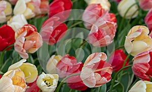 Brightly coloured red and yellow tulips at Keukenhof Gardens, Lisse, Netherlands. Keukenhof is known as the Garden of