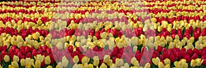 Brightly coloured red and yellow tulips at Keukenhof Gardens, Lisse, Netherlands. Keukenhof is known as the Garden of