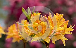 Brightly coloured rhododendron flowers, photographed at end April in Temple Gardens, Langley Park, Iver Heath, UK.