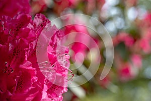 Brightly coloured rhododendron flowers, photographed at end April in Temple Gardens, Langley Park, Iver Heath, UK.