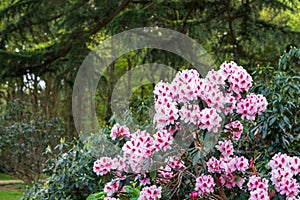 Brightly coloured rhododendron flowers, photographed at end May in Temple Gardens, Langley Park, Iver Heath, UK.