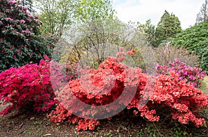 Brightly coloured rhododendron flowers, photographed at end May in Temple Gardens, Langley Park, Iver Heath, UK.