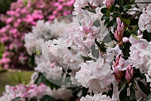 Brightly coloured rhododendron flowers, photographed at end May in Temple Gardens, Langley Park, Iver Heath, UK.