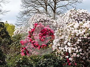 Brightly coloured rhododendron flowers, photographed at end May in Temple Gardens, Langley Park, Iver Heath, UK.