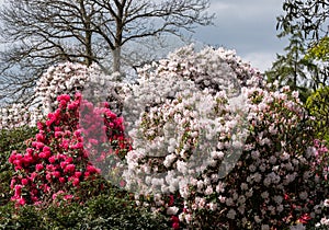 Brightly coloured rhododendron flowers, photographed at end May in Temple Gardens, Langley Park, Iver Heath, UK.