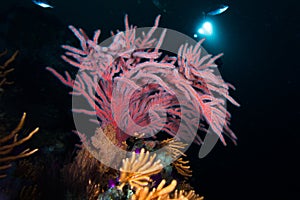 Brightly coloured sea fan with its white feeding polyps extended