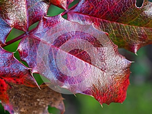 Brightly coloured and textured holly leaf in winter