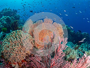 Brightly coloured tropical coral background. Misool, Raja Ampat, Indonesia