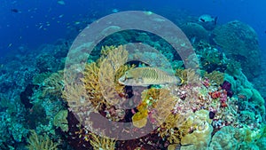 Brightly coloured tropical coral background. Misool, Raja Ampat, Indonesia