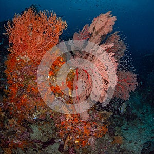 Brightly coloured tropical coral background. Misool, Raja Ampat, Indonesia