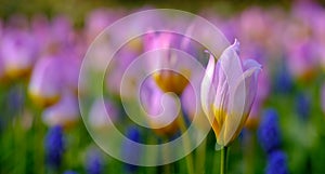 Brightly coloured tulip at Keukenhof Gardens, Lisse, South Holland