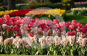 Brightly coloured tulips and hyacinths at Keukenhof Gardens, Lisse, Netherlands. Keukenhof is known as the Garden of