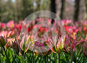 Brightly coloured tulips at Keukenhof Gardens, Lisse, Netherlands. Keukenhof is known as the Garden of