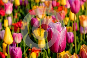 Brightly coloured tulips at Keukenhof Gardens, Lisse, South Holland