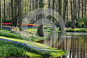 Brightly coloured tulips by the lake at Keukenhof Gardens, Lisse, Netherlands. Keukenhof is known as the Garden of