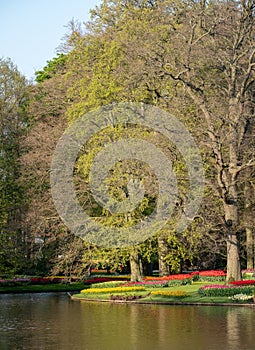 Brightly coloured tulips by the lake at Keukenhof Gardens, Lisse, Netherlands. Keukenhof is known as the Garden of