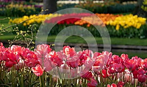 Brightly coloured tulips by the lake at Keukenhof Gardens, Lisse, Netherlands. Keukenhof is known as the Garden of