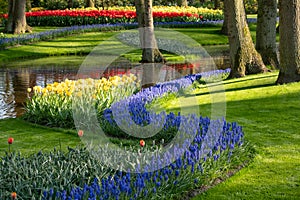 Brightly coloured tulips and muscari at Keukenhof Gardens, Lisse, Netherlands. Keukenhof is known as the Garden of