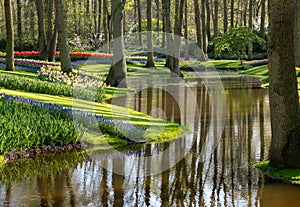 Brightly coloured tulips and muscari by the lake at Keukenhof Gardens, Lisse, Netherlands. Keukenhof is known as the Garden of