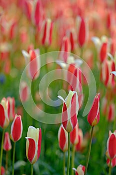 Brightly coloured tulips about to bloom at Keukenhof Gardens, Lisse, South Holland