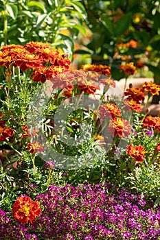 Brightly coloured yellow and orange marigold and purple alyssum flowers growing in containers, at RHS Wisley garden, Surrey UK