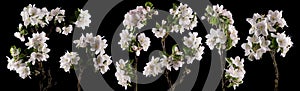 Brightly glowing apple blossom flowers isolated on black